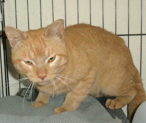 picture of the cat needing adoption