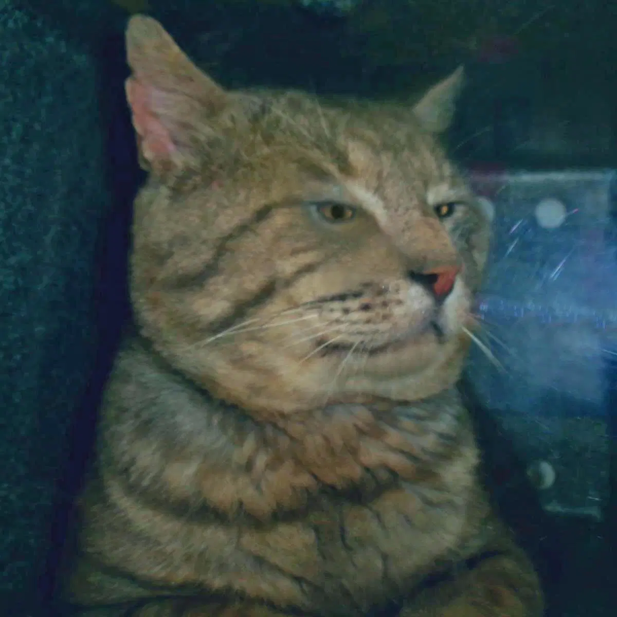 Chief Big Cheeks Working Cat - Domestic Short Hair