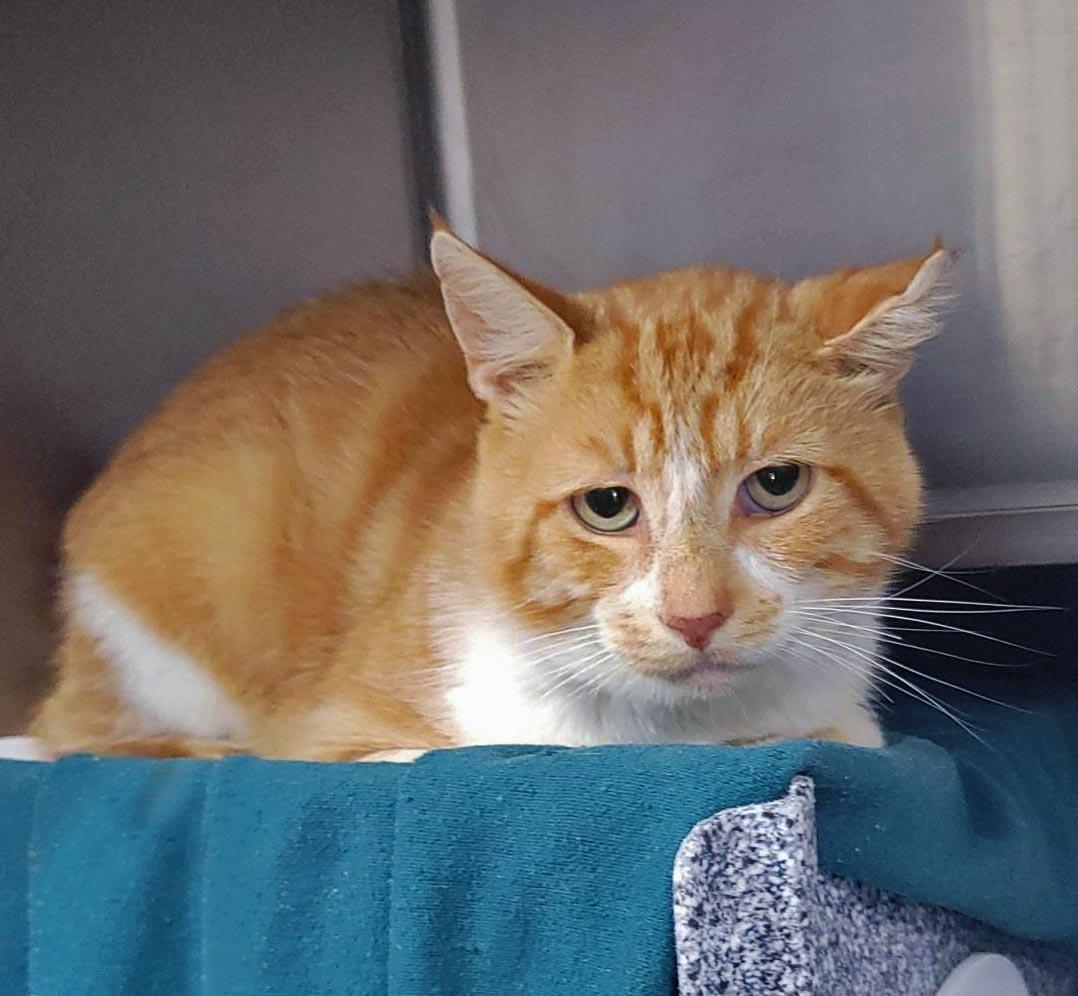 Creamsicle Working Cat