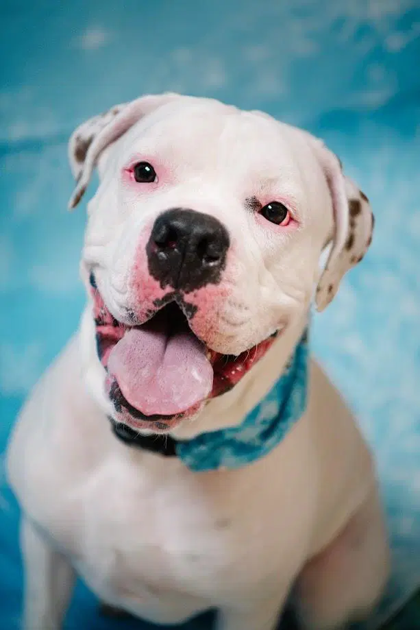 Chancellor - American Bulldog