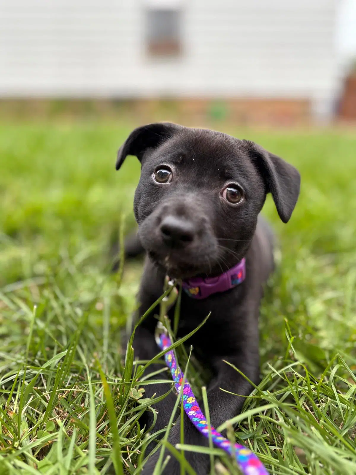 Mabel - Labrador Retriever