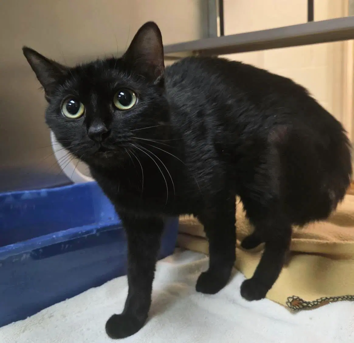 Mischief - Domestic Short Hair