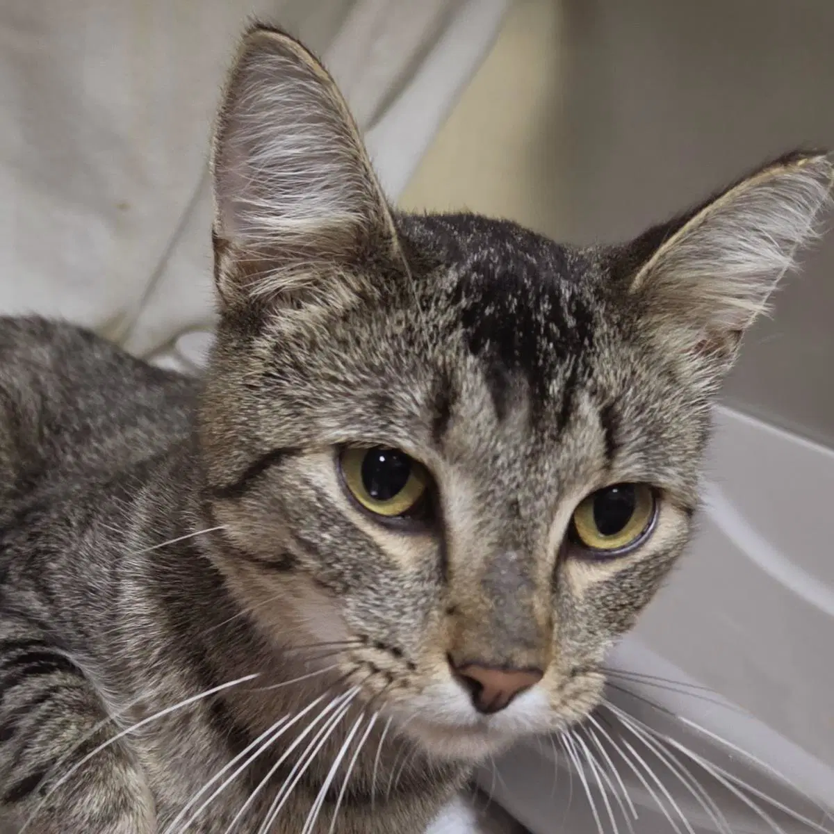 Boston R - Domestic Short Hair