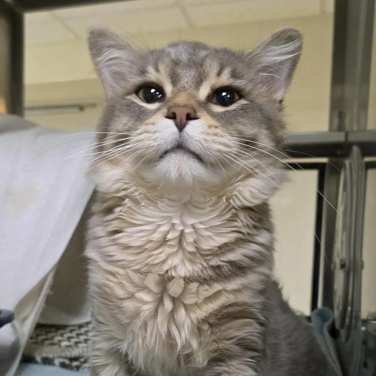 Professor Plum - Domestic Medium Hair