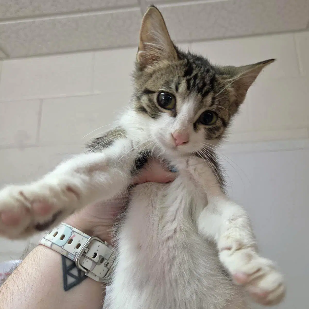 Donnelley - Domestic Short Hair