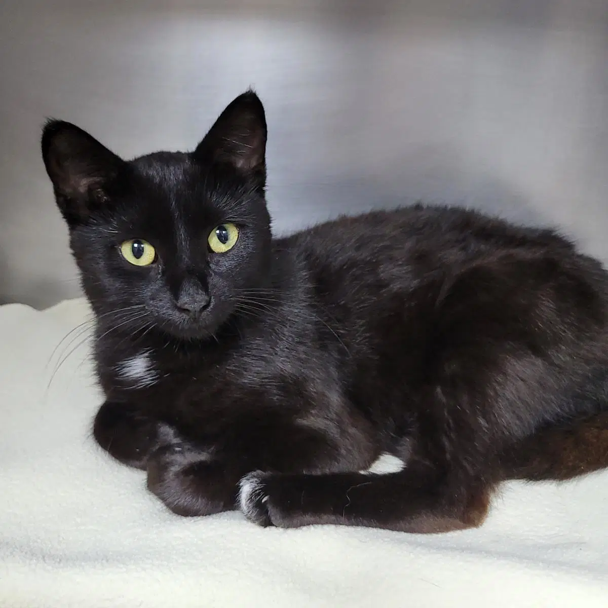 Kitty - Domestic Short Hair