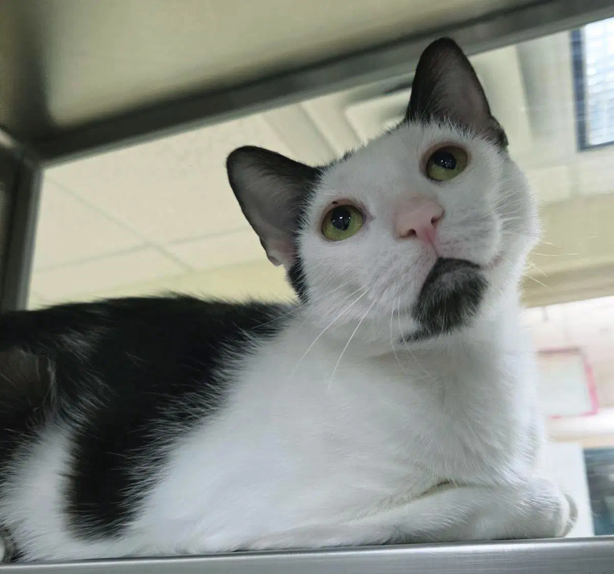 Sesame - Domestic Short Hair