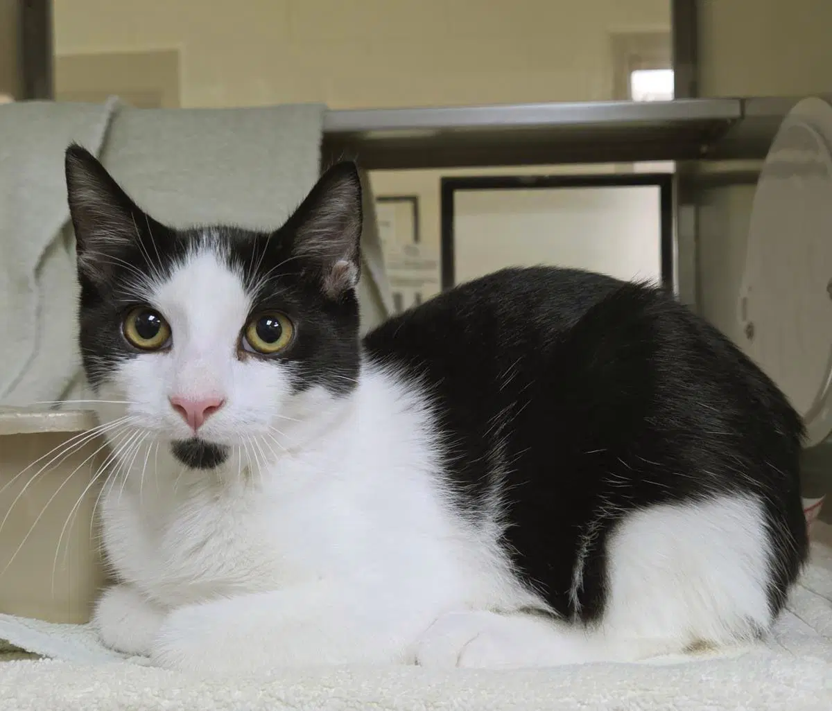 Zebra Cake - Domestic Short Hair