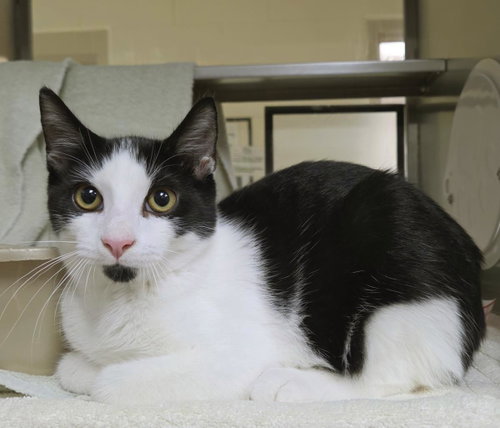 picture of the cat needing adoption