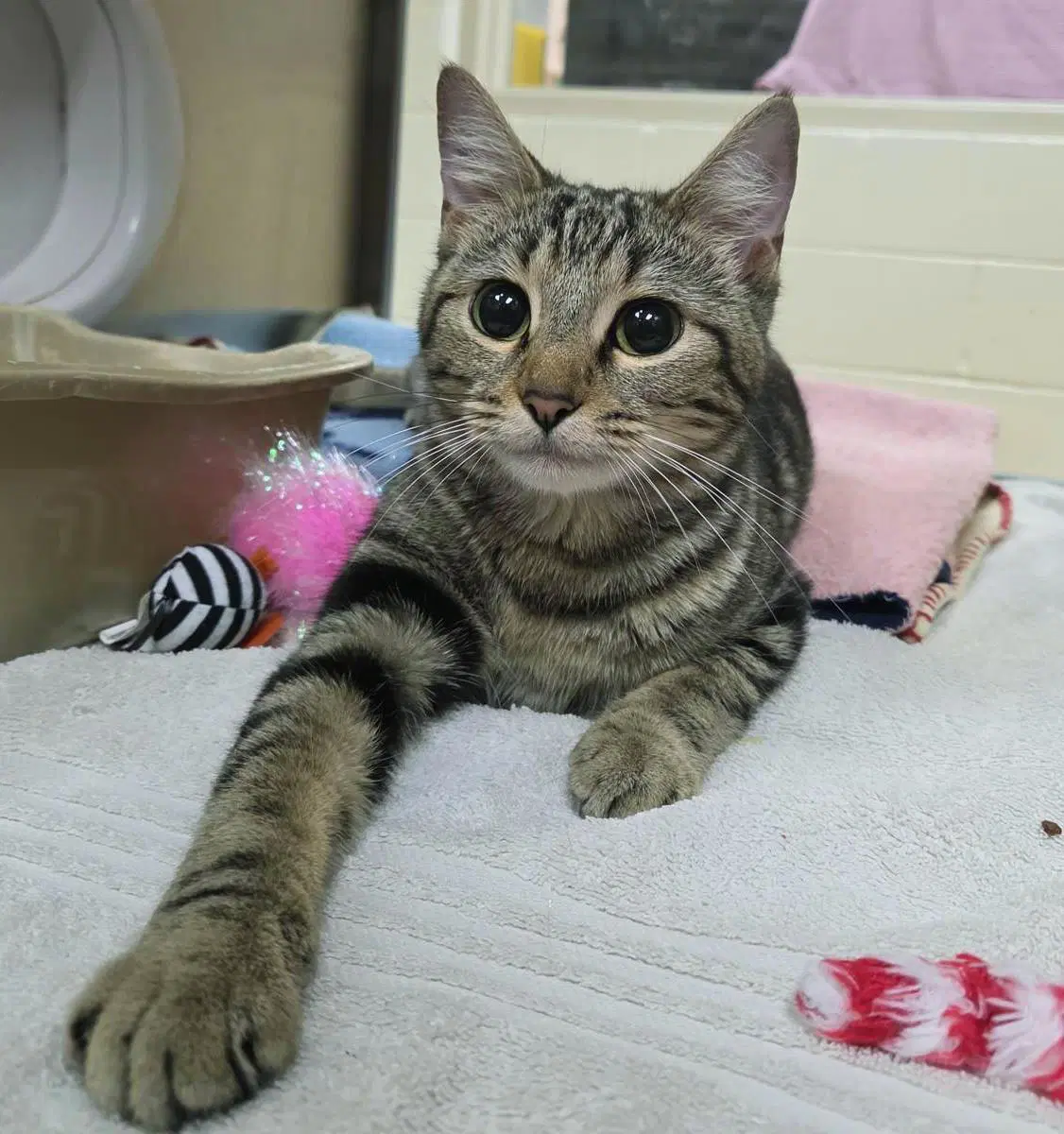 Misia - Domestic Short Hair