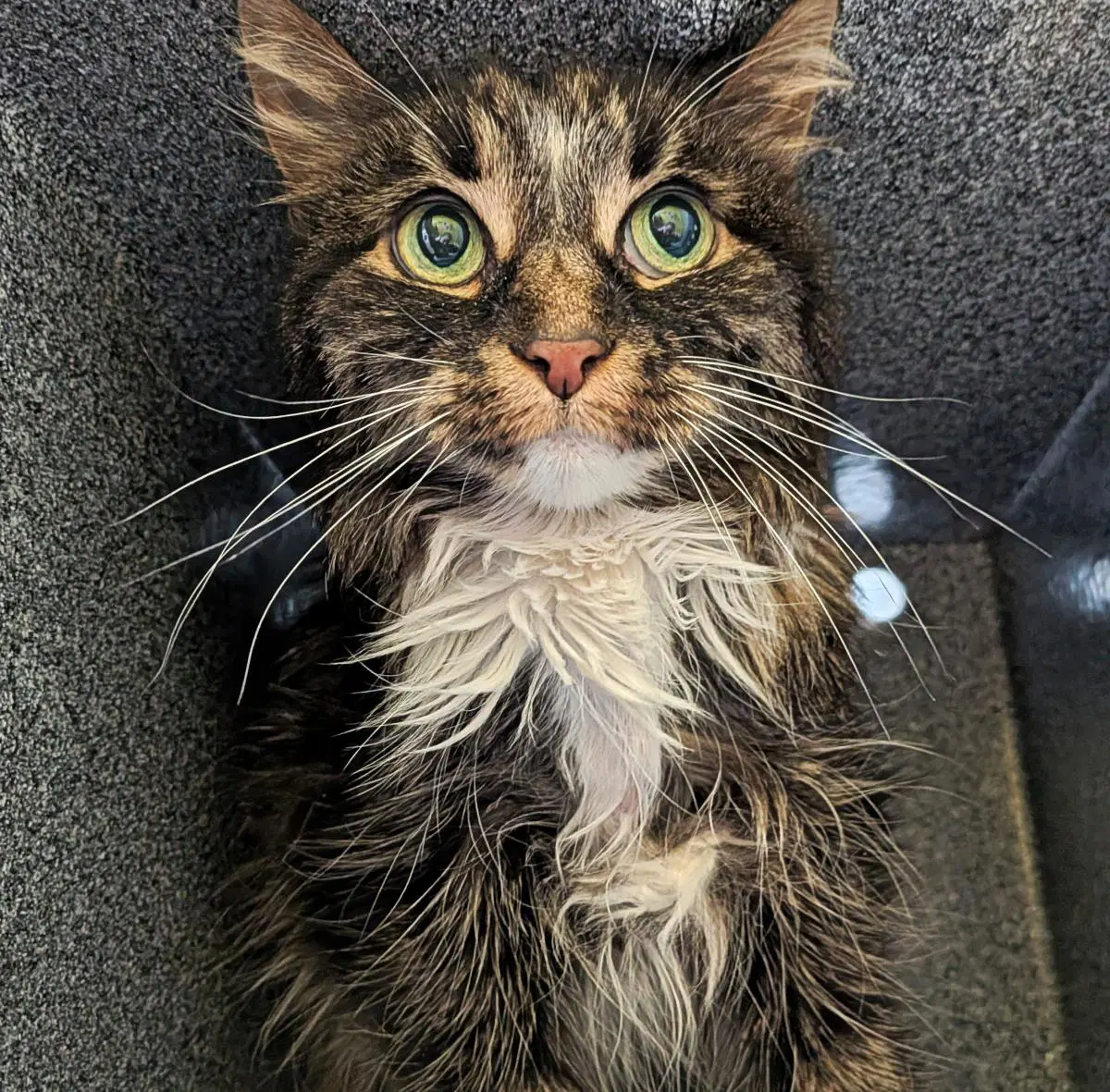 Dolly Purrton - Domestic Long Hair