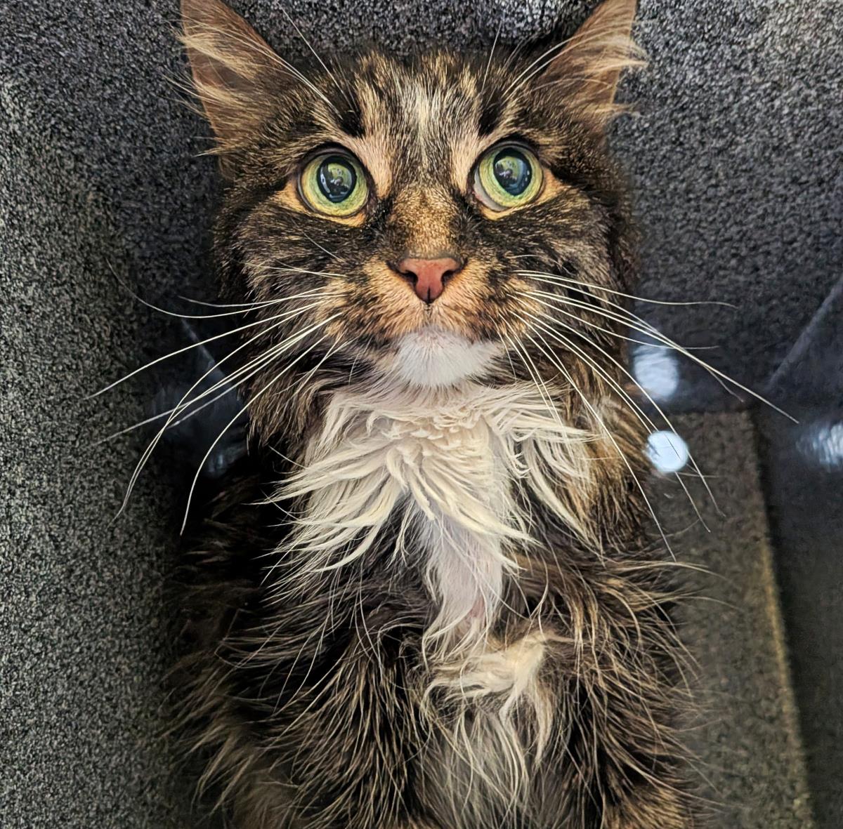 Dolly Purrton