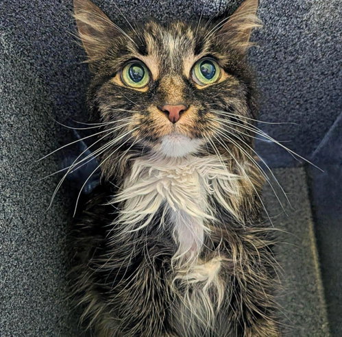 Dolly Purrton, a cat for adoption from Humane Society of Portage County