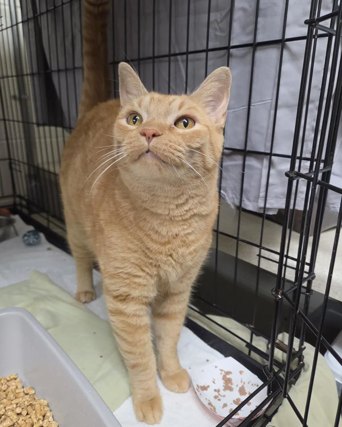 Jazz - Domestic Short Hair