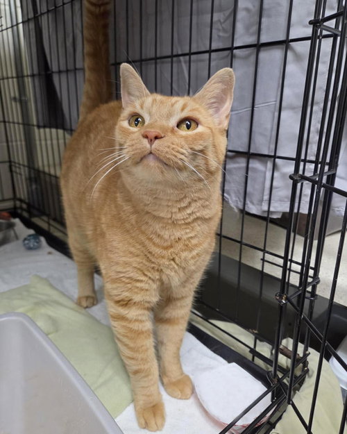 picture of the cat needing adoption