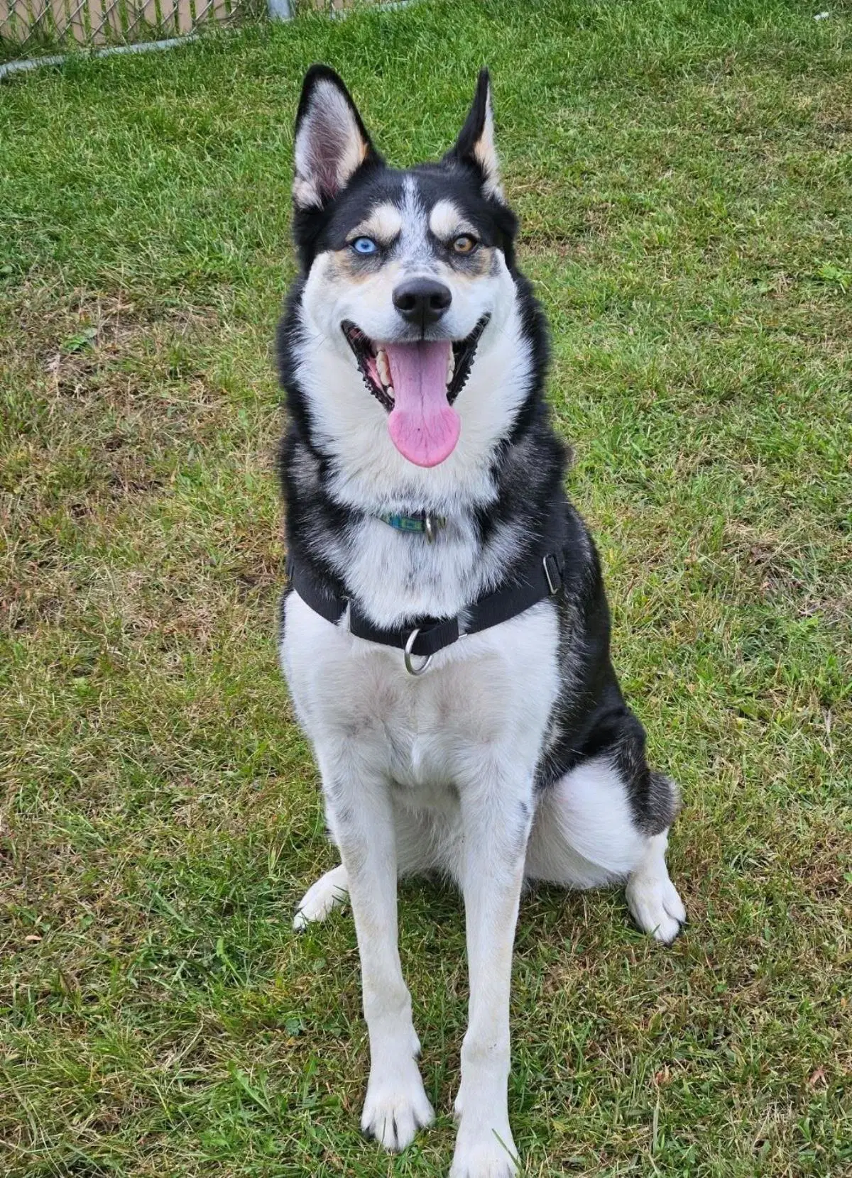 Presley - Siberian Husky