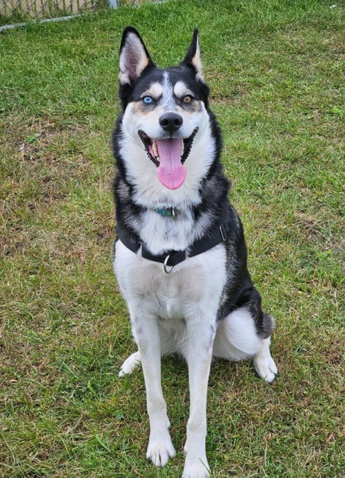 Presley, a dog for adoption from Humane Society of Portage County