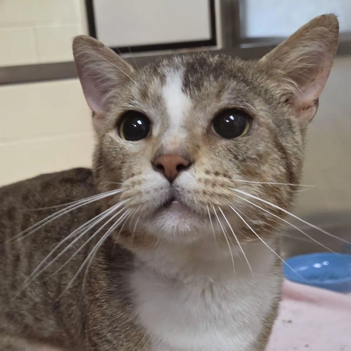 Buckingham - Domestic Short Hair
