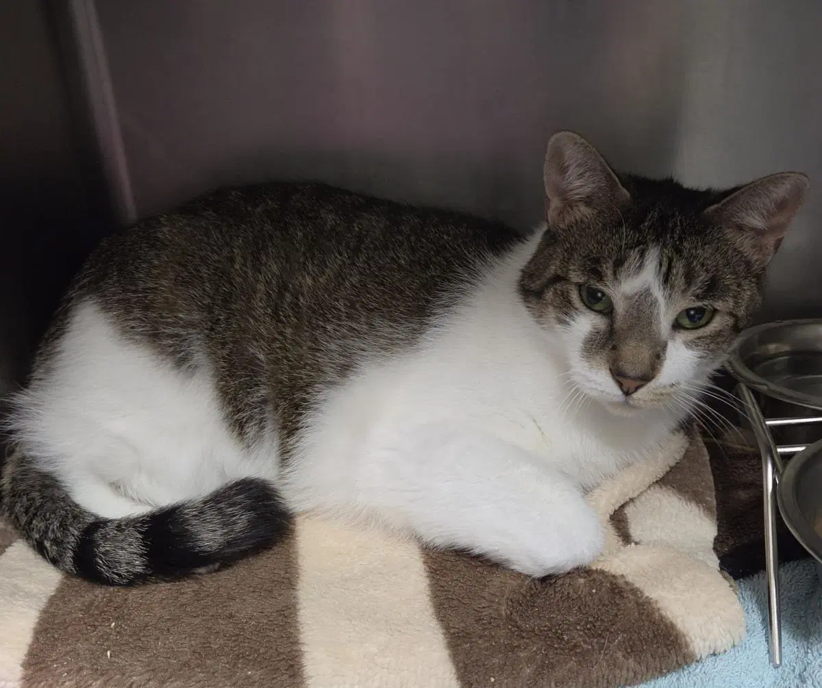 A Cappella - Domestic Short Hair