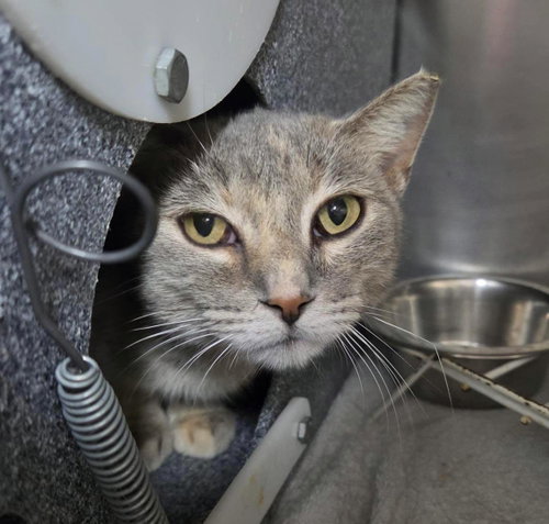 Bread Pudding, a cat for adoption from Humane Society of Portage County