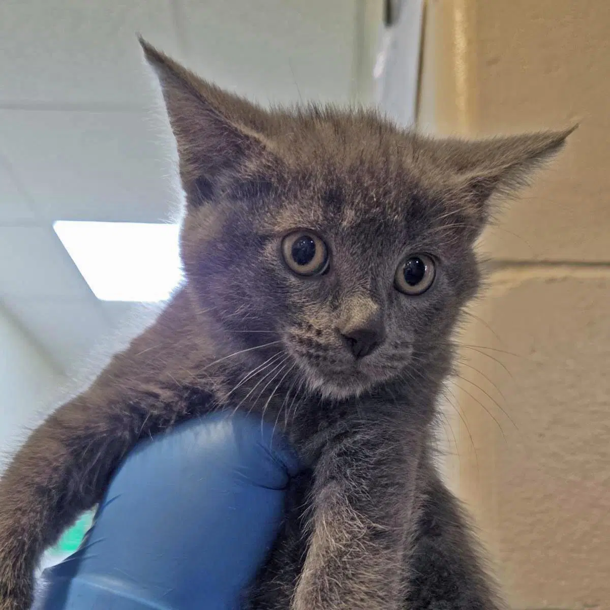 Fantine - Domestic Short Hair