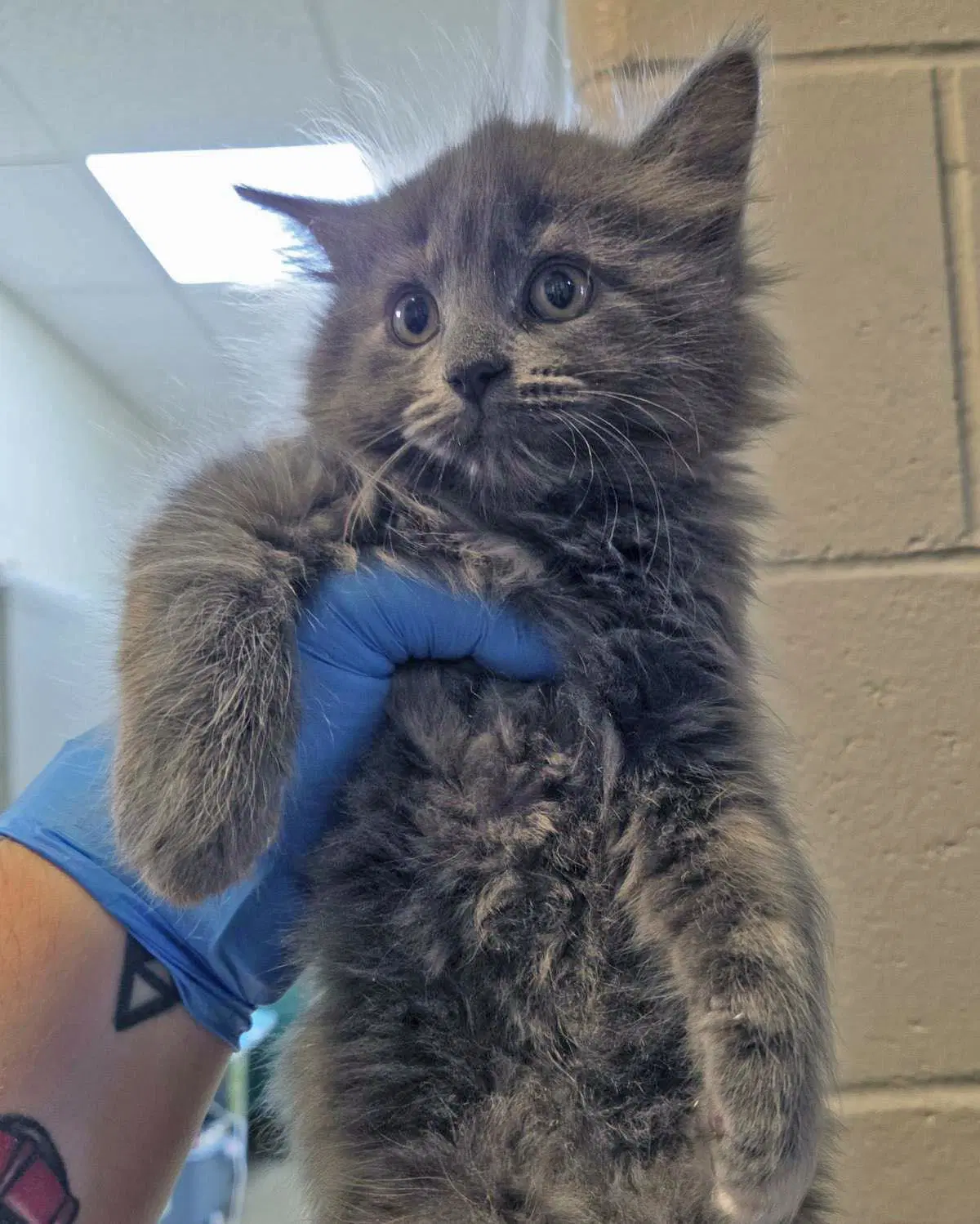 Jean Valjean - Domestic Long Hair
