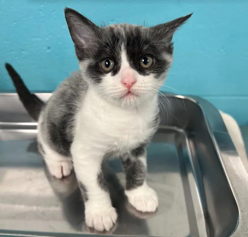 Javert - Domestic Short Hair