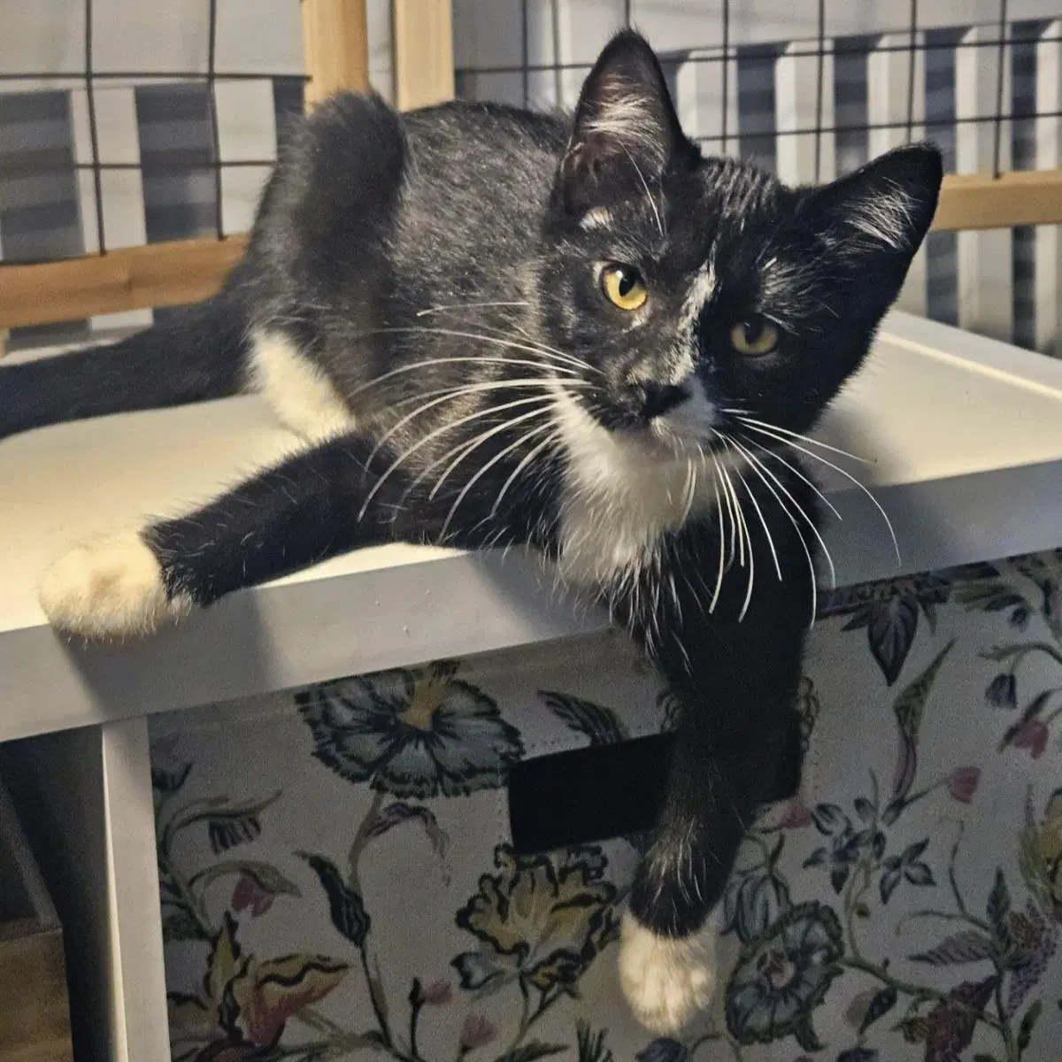 Lazy River - Domestic Short Hair
