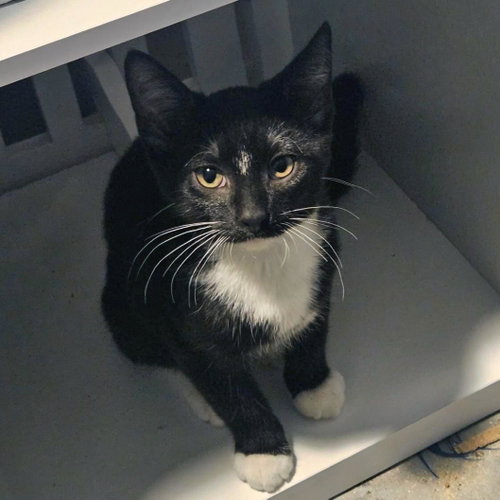 Waterslide, a cat for adoption from Humane Society of Portage County