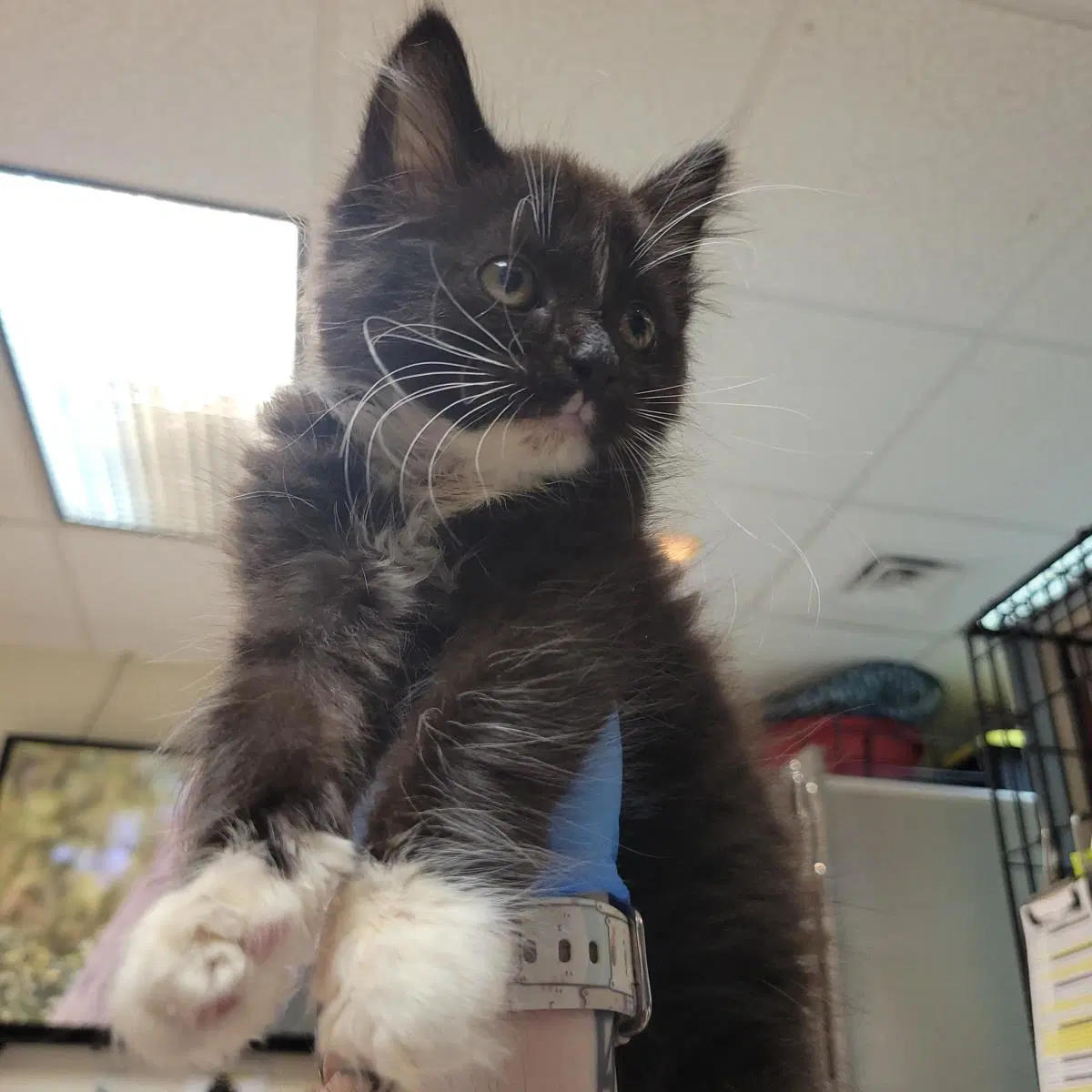 Cabana - Domestic Medium Hair