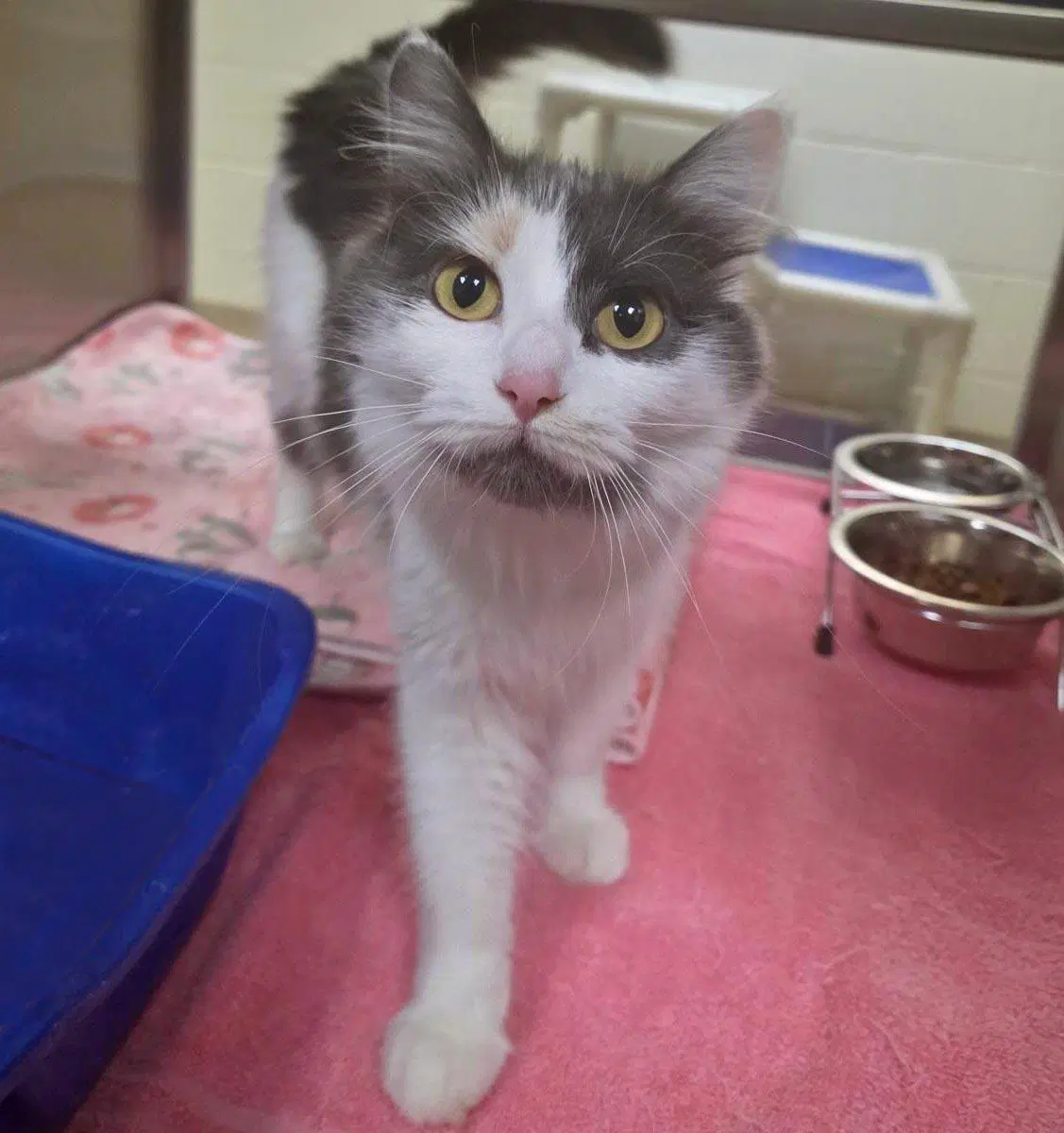 Cosette - Domestic Long Hair