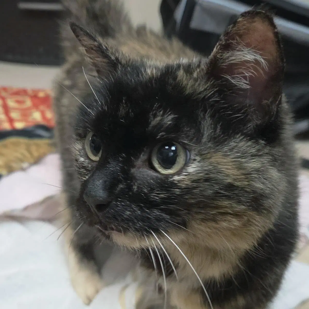 Jolene - Domestic Short Hair