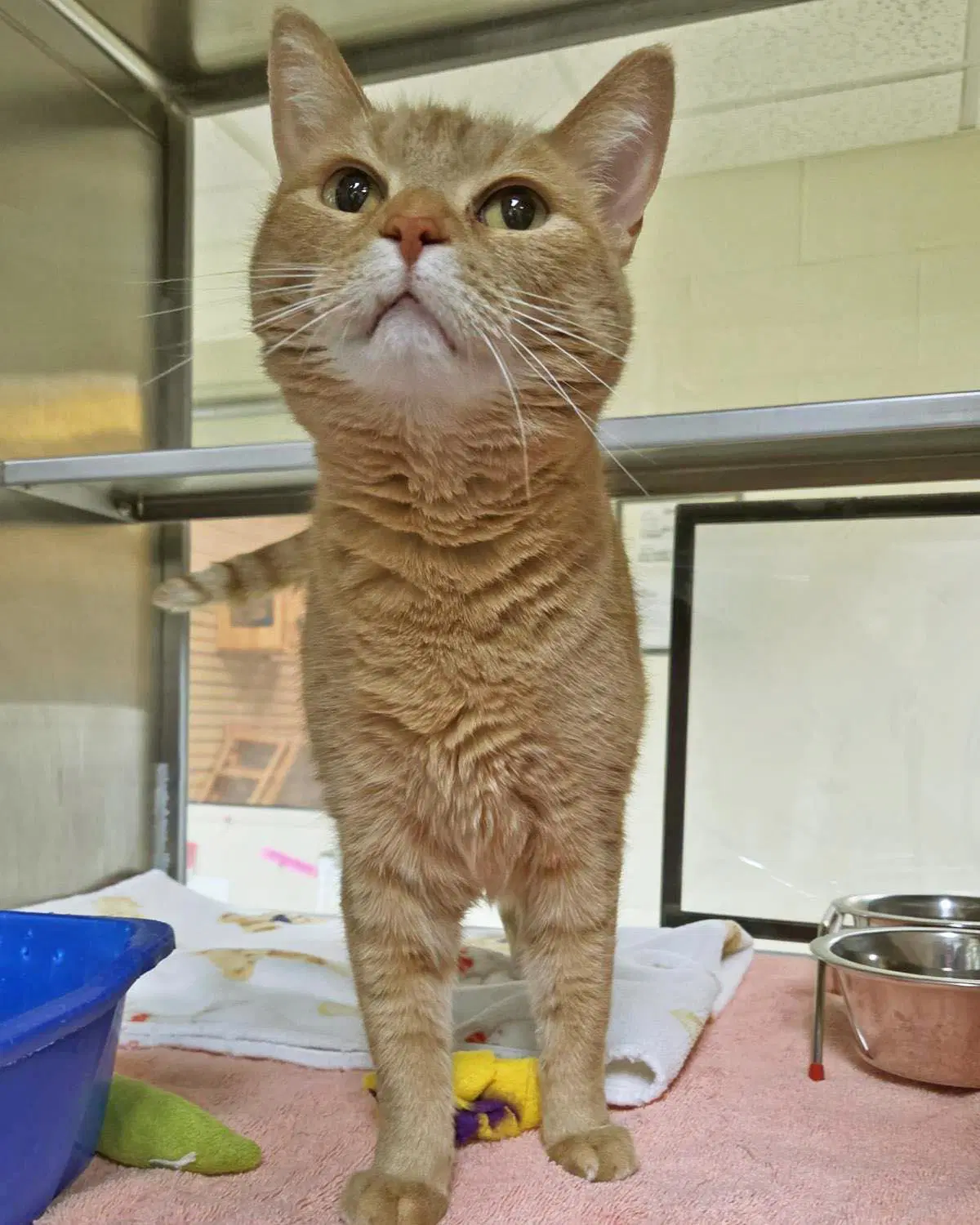 Nyla - Domestic Short Hair