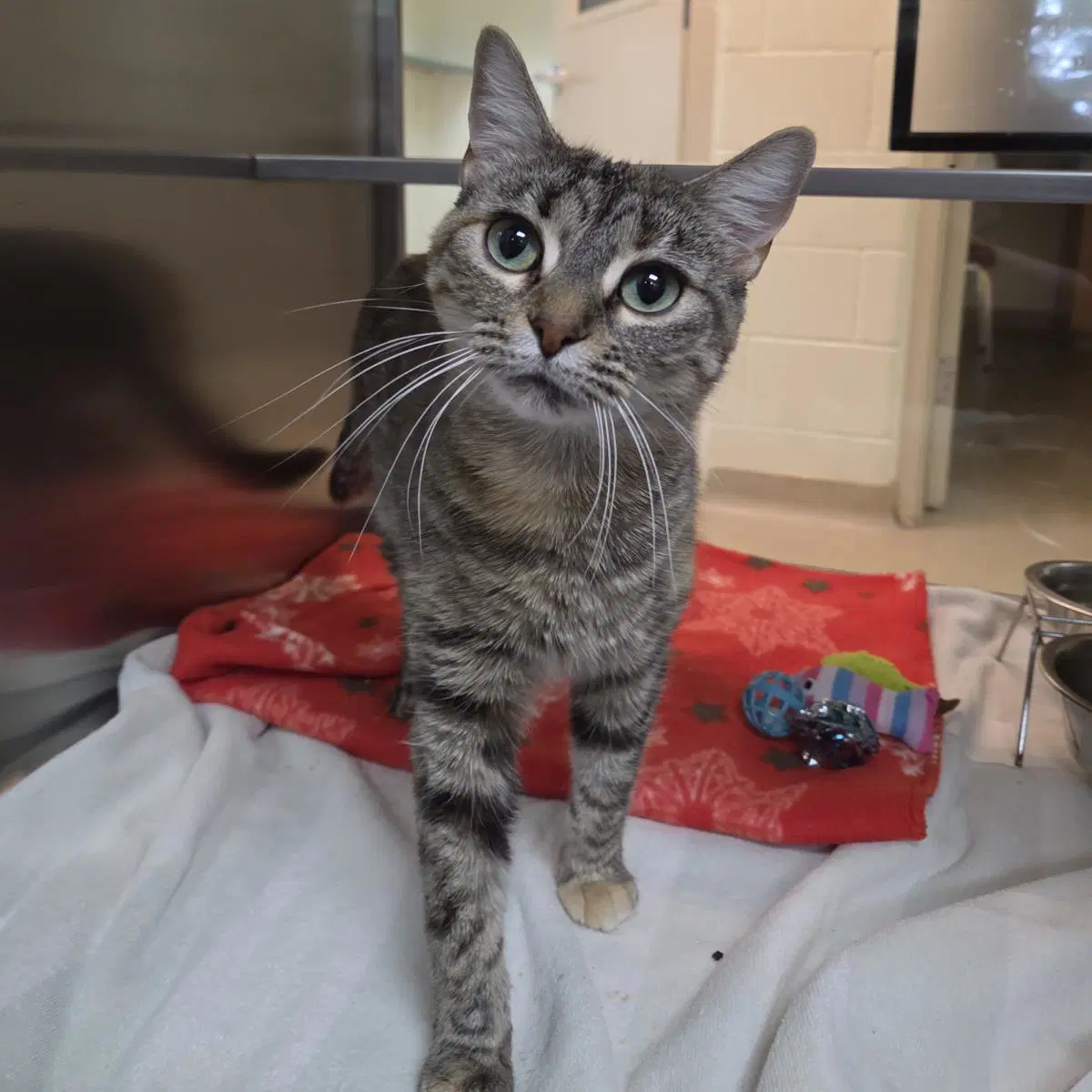 Clementine - Domestic Short Hair