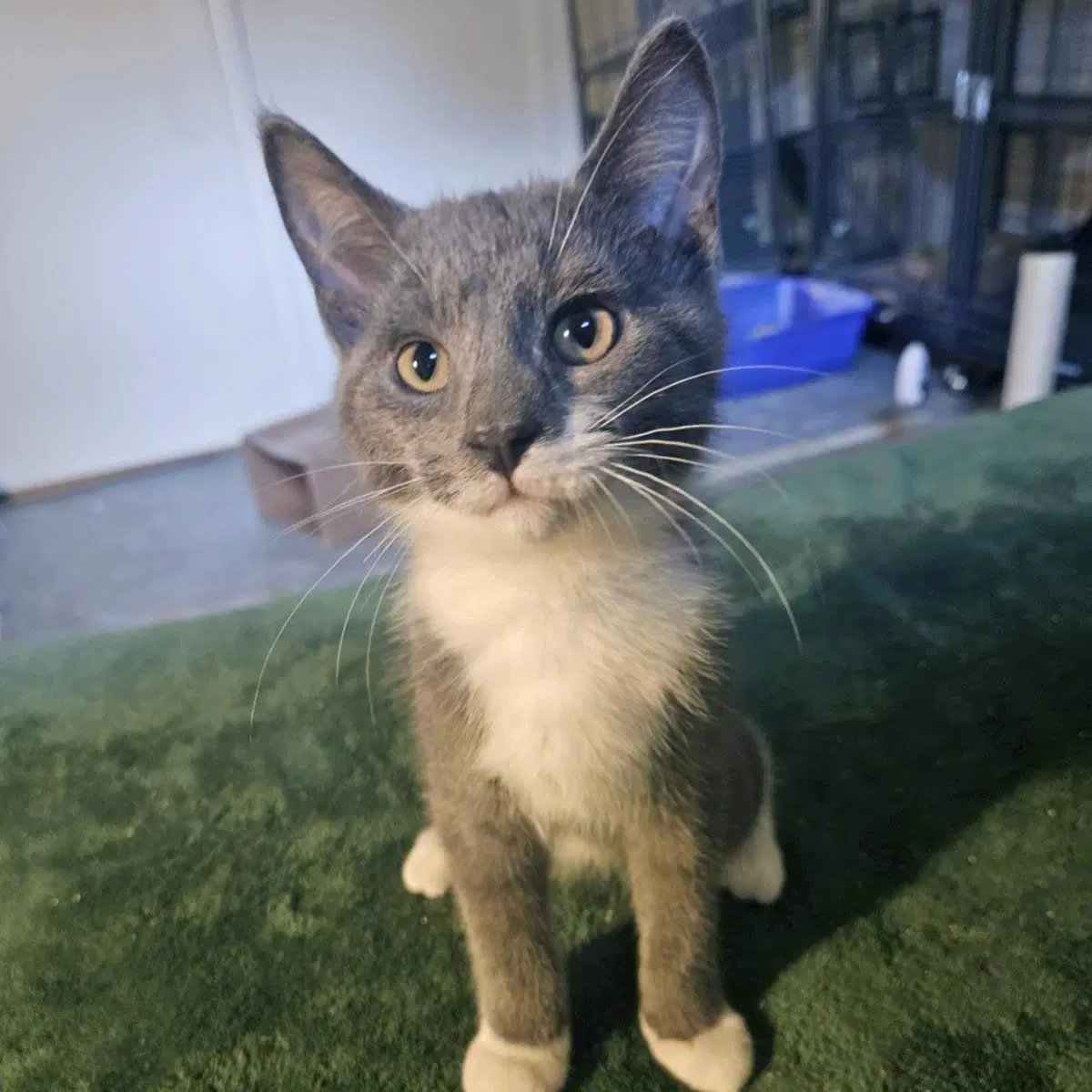 Splash Pad - Domestic Short Hair