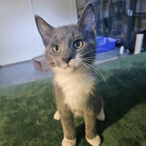Splash Pad, a cat for adoption from Humane Society of Portage County