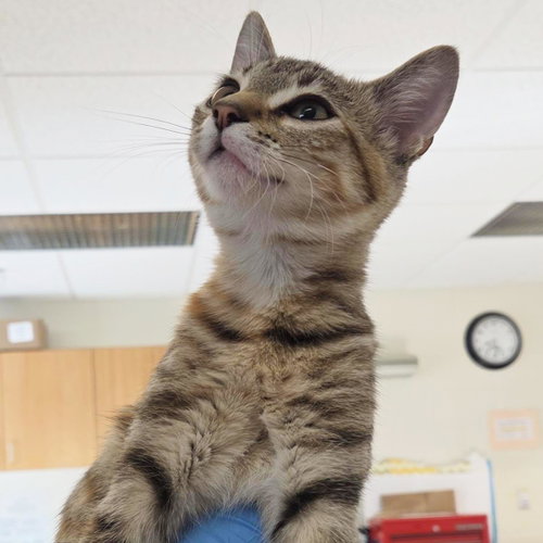 Persephone, a cat for adoption from Humane Society of Portage County