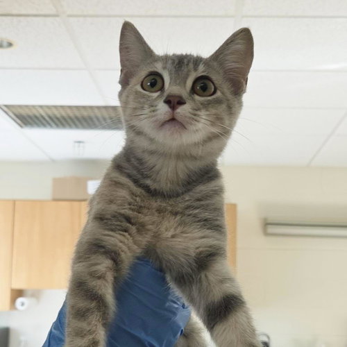 Hera, a cat for adoption from Humane Society of Portage County