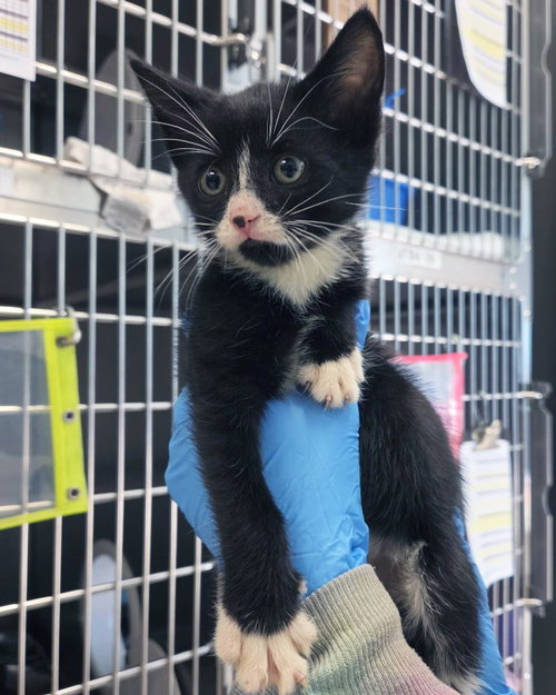 Caelum, a cat for adoption from Humane Society of Portage County