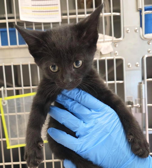 Vega, a cat for adoption from Humane Society of Portage County