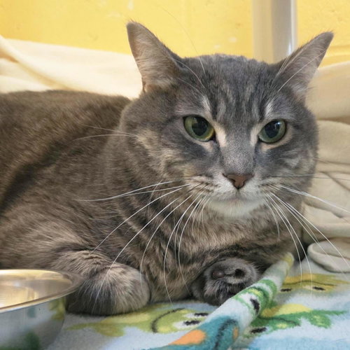 Mango, a cat for adoption from Humane Society of Portage County