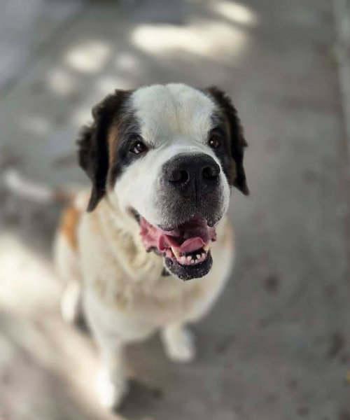 Zoey, a dog for adoption from Humane Society of Portage County