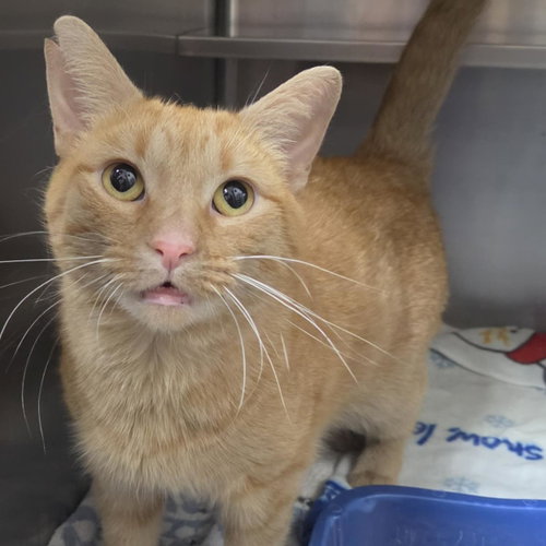 Dubstep, a cat for adoption from Humane Society of Portage County