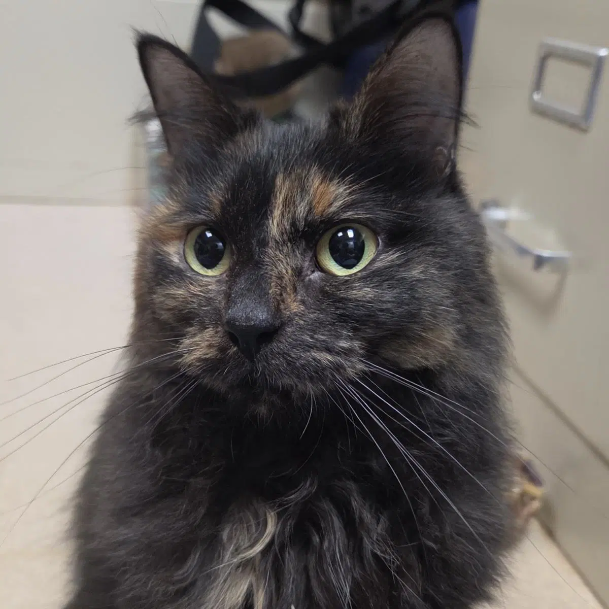 Seze - Domestic Long Hair
