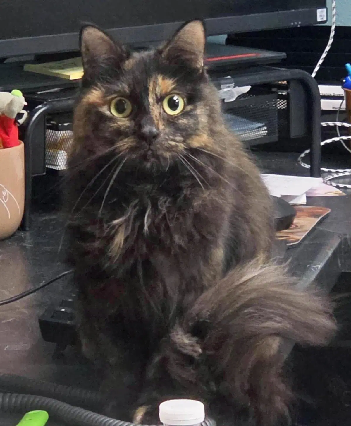 Seze - Domestic Long Hair