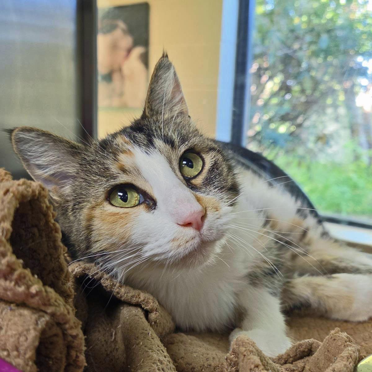 Cali Kat