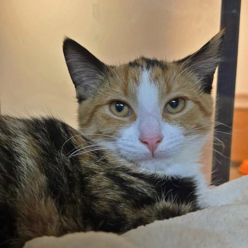 Calico Critter, a cat for adoption from Humane Society of Portage County