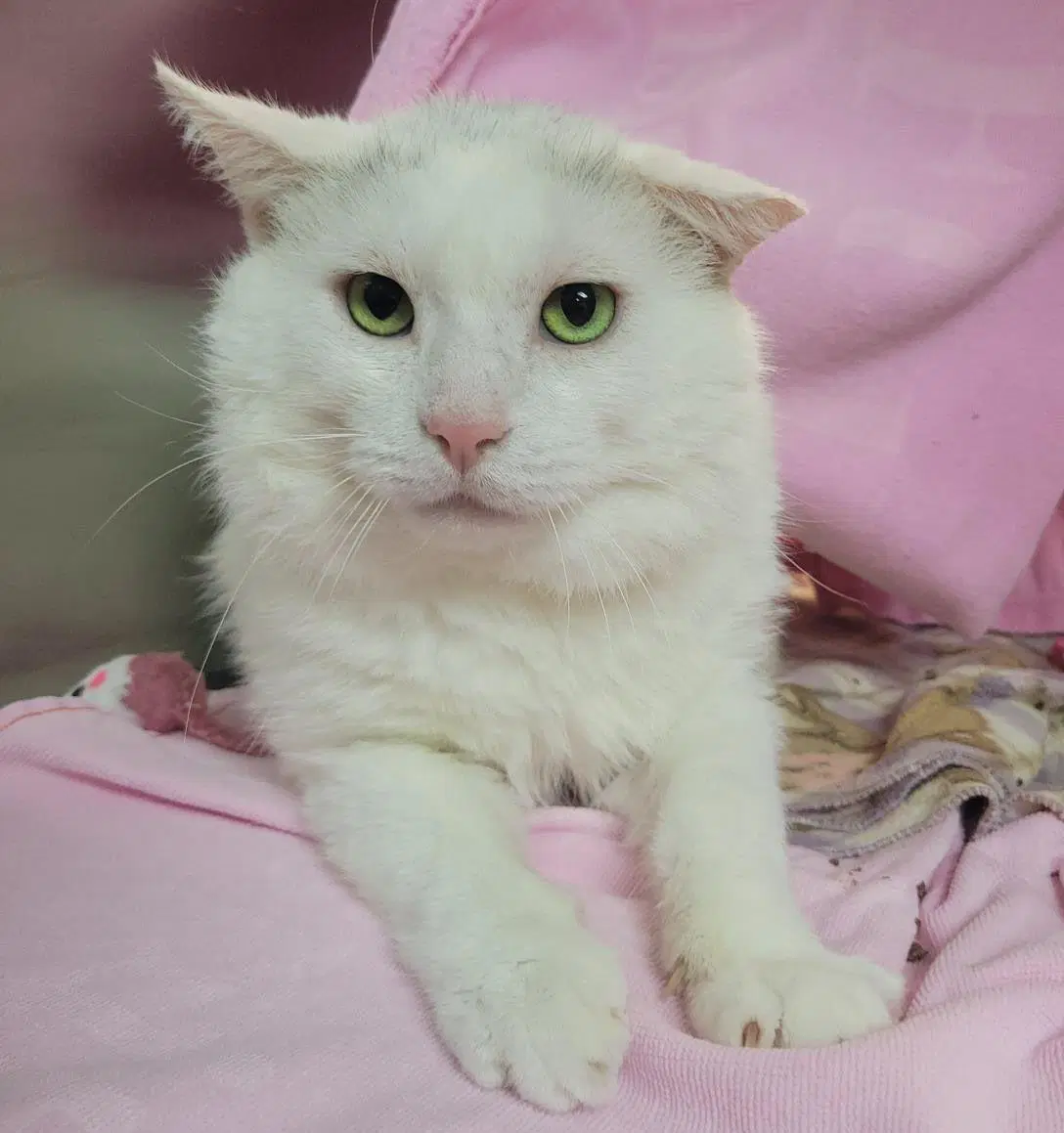 Lagoon - Domestic Short Hair