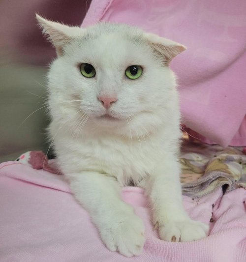 Lagoon, a cat for adoption from Humane Society of Portage County