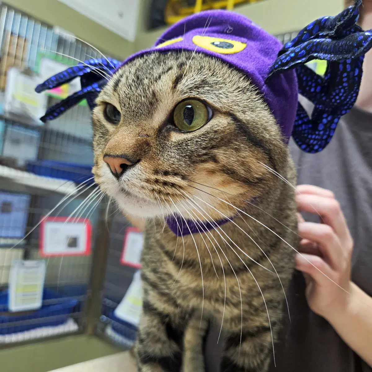 Harley - Domestic Short Hair